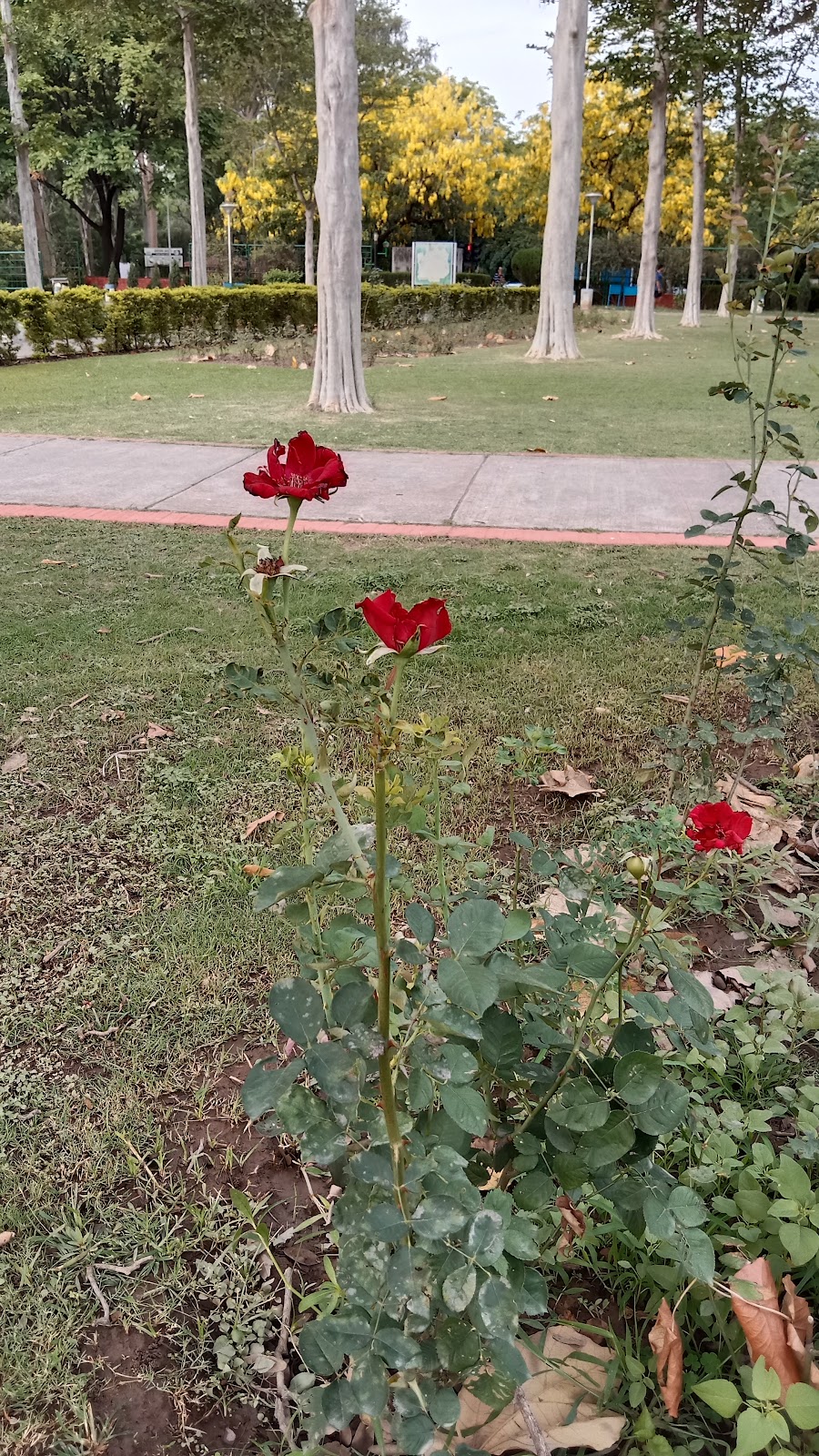 Zakir Hussain Rose Garden