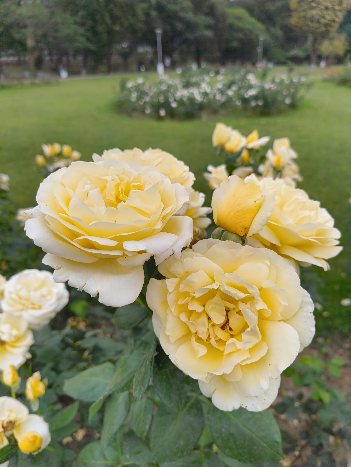 Zakir Hussain Rose Garden