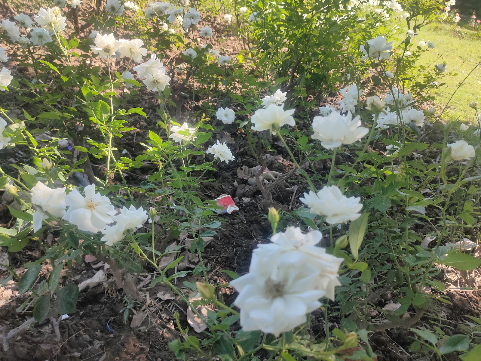 Zakir Hussain Rose Garden