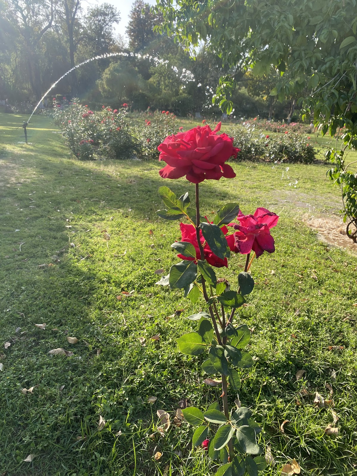 Zakir Hussain Rose Garden