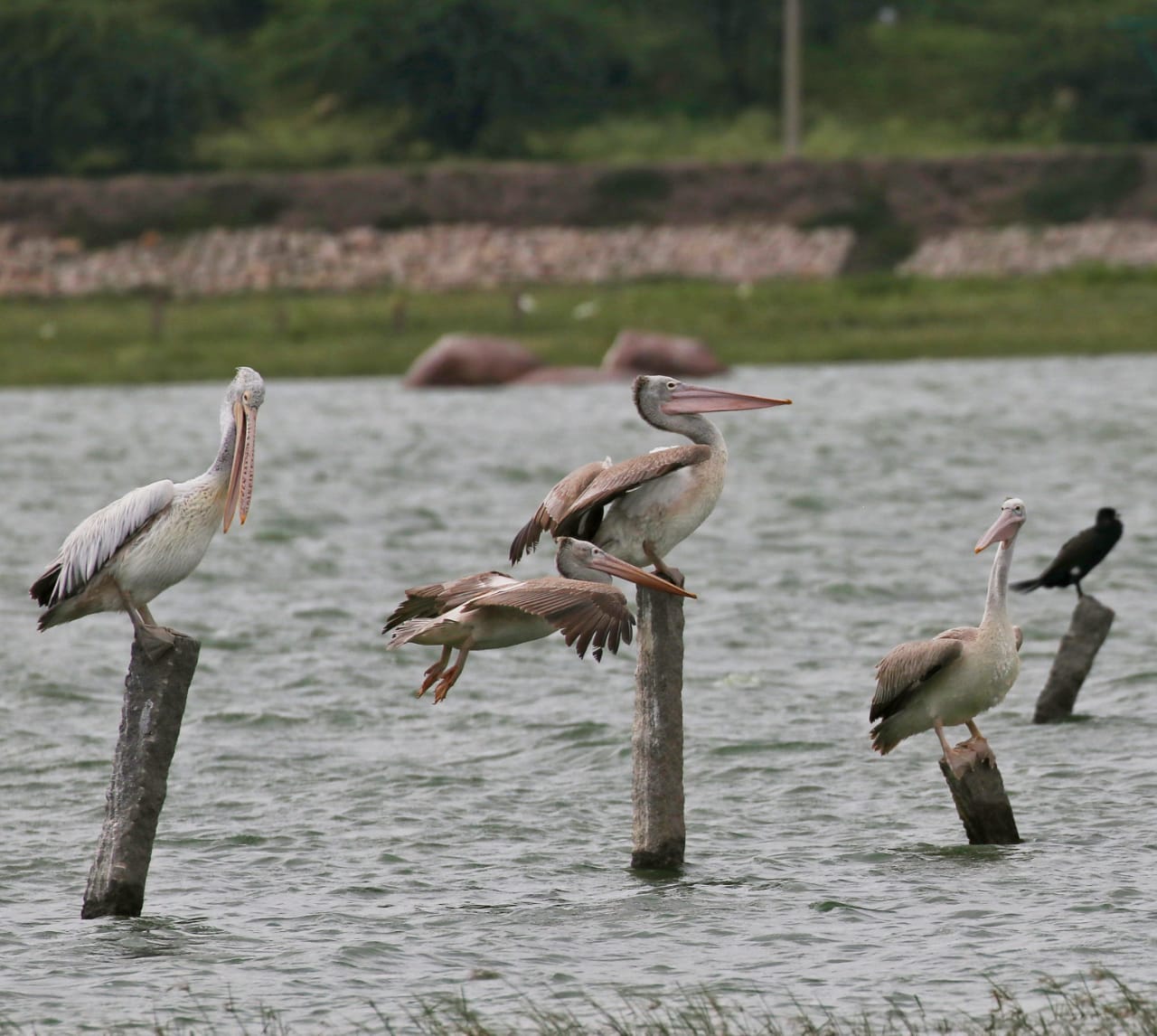 Ameenpur Lake