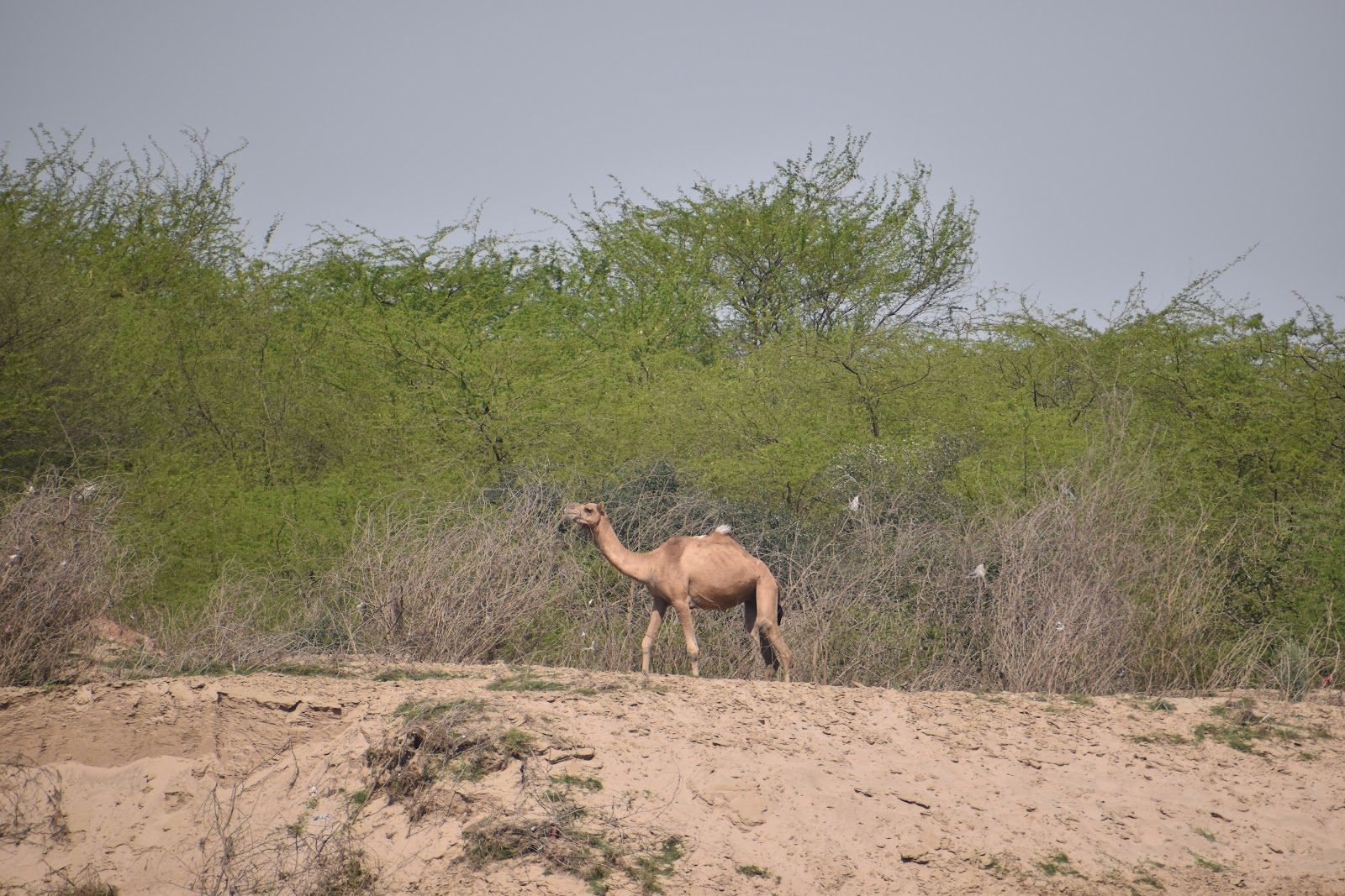 National Chambal Sanctuary