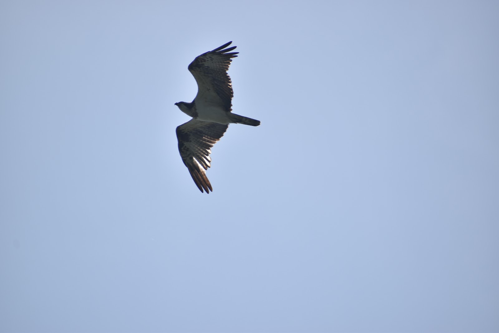 National Chambal Sanctuary
