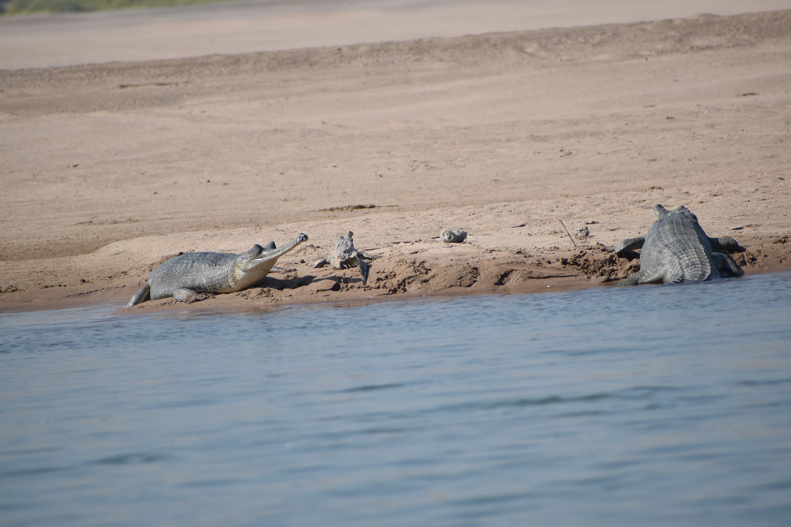 National Chambal Sanctuary