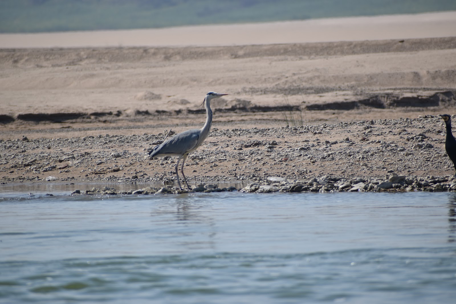 National Chambal Sanctuary