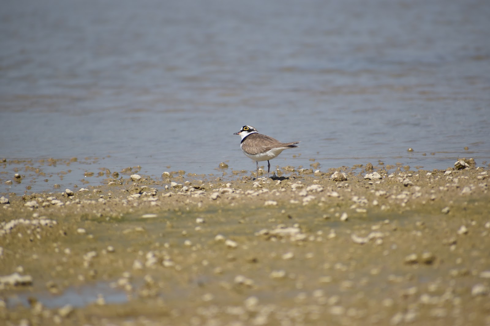 National Chambal Sanctuary