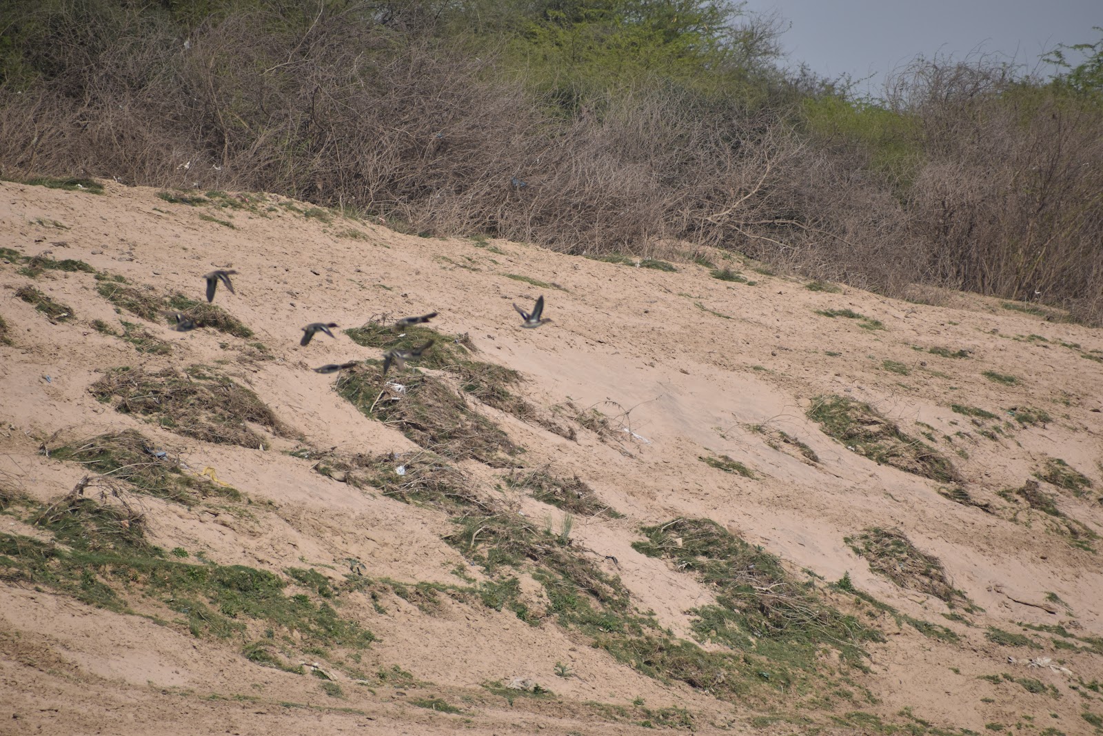 National Chambal Sanctuary