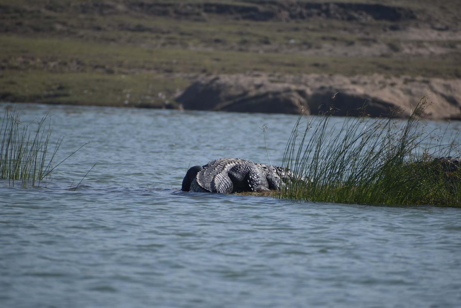National Chambal Sanctuary