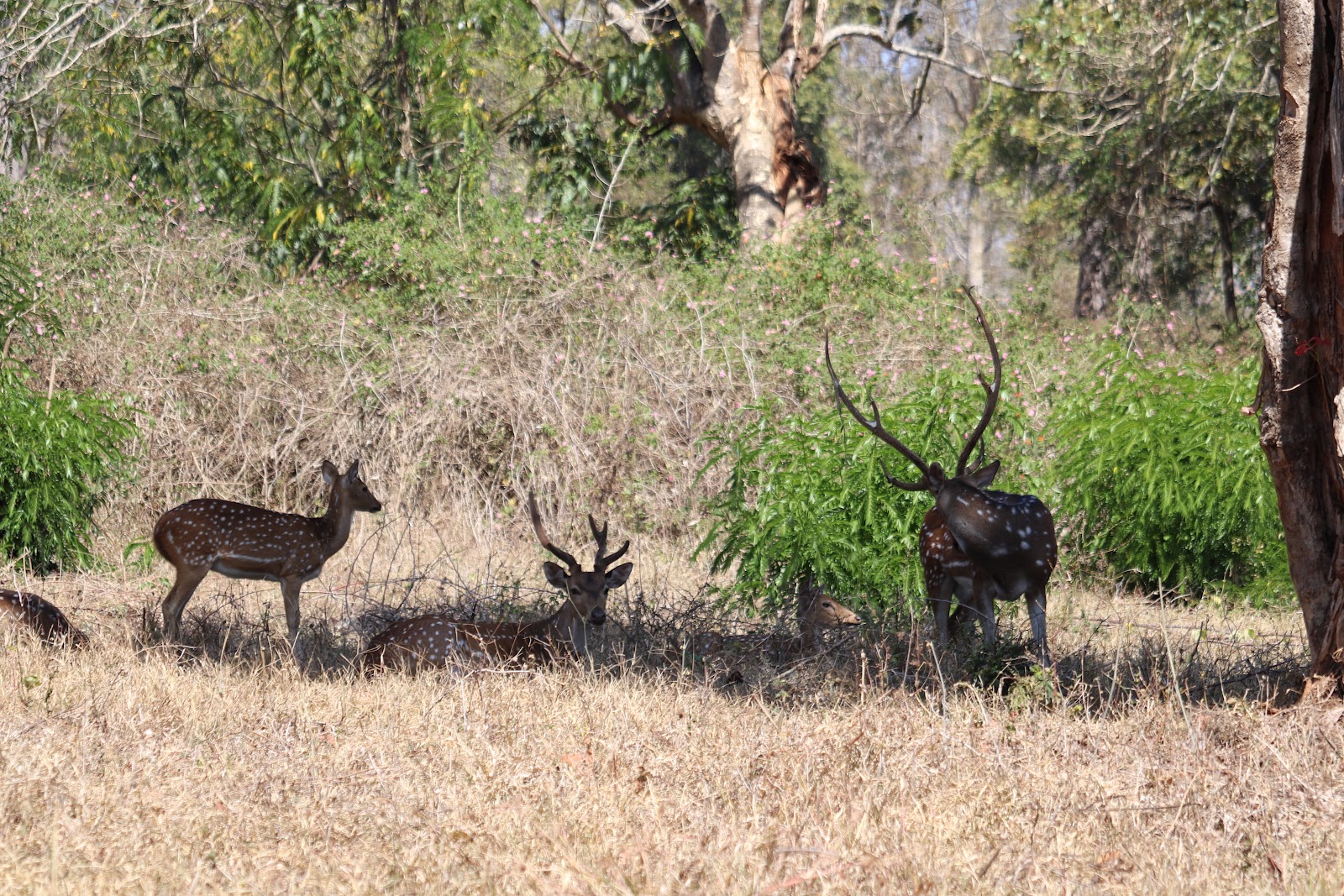 Theppakadu Elephant Camp