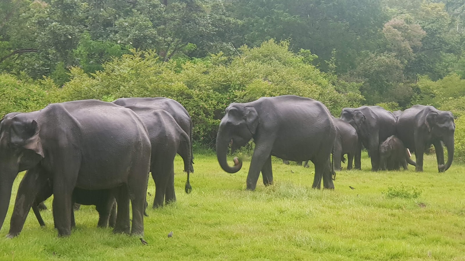 Theppakadu Elephant Camp