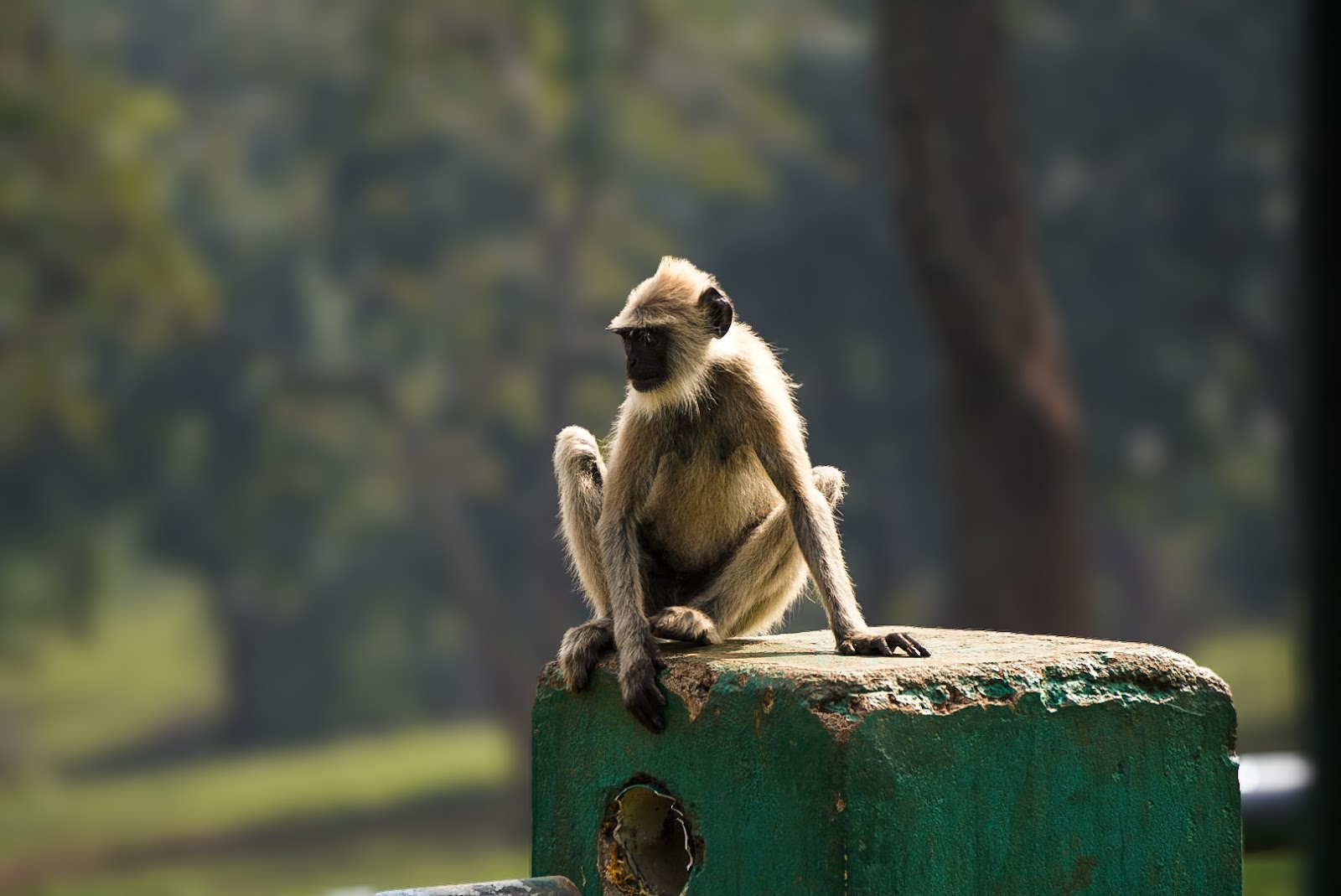 Theppakadu Elephant Camp