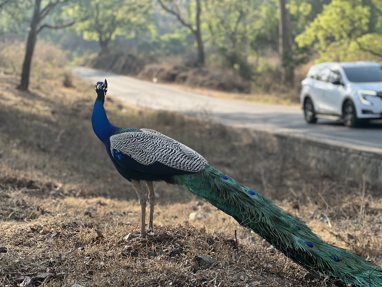 Theppakadu Elephant Camp