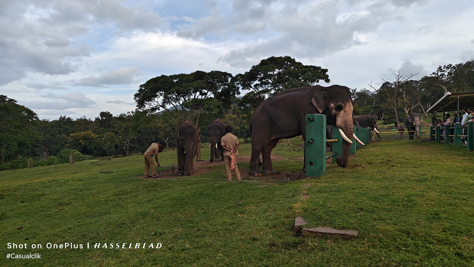 Theppakadu Elephant Camp