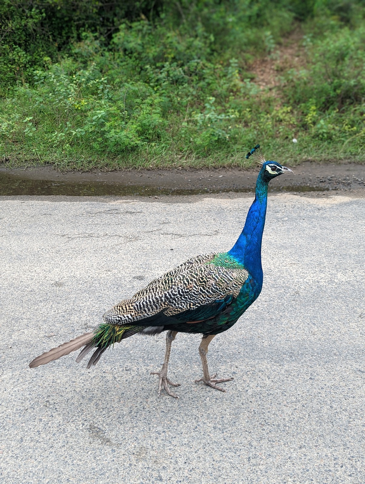 Chinnar Wildlife Sanctuary