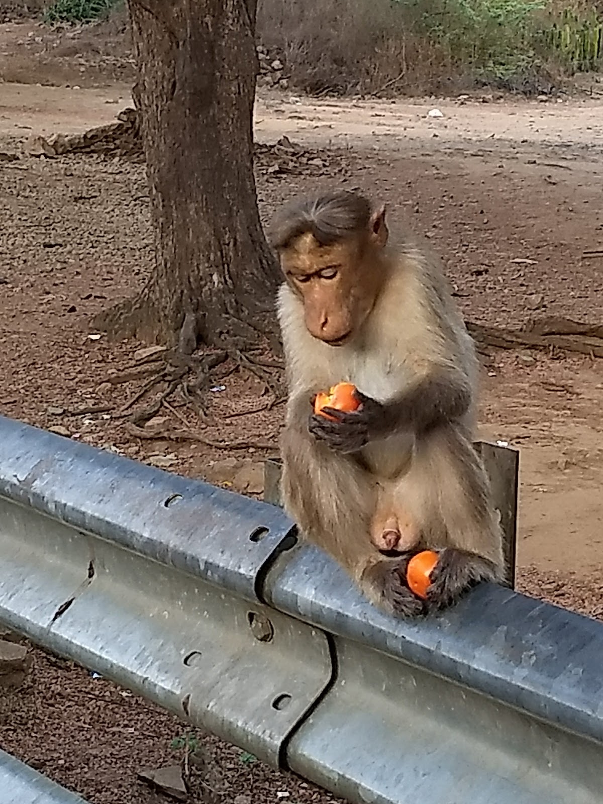 Chinnar Wildlife Sanctuary