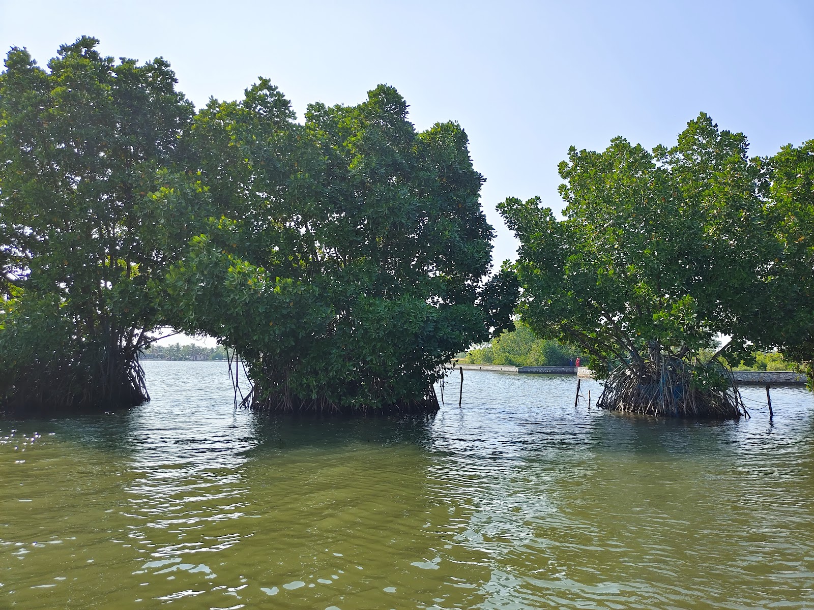 Ashtamudi Lake