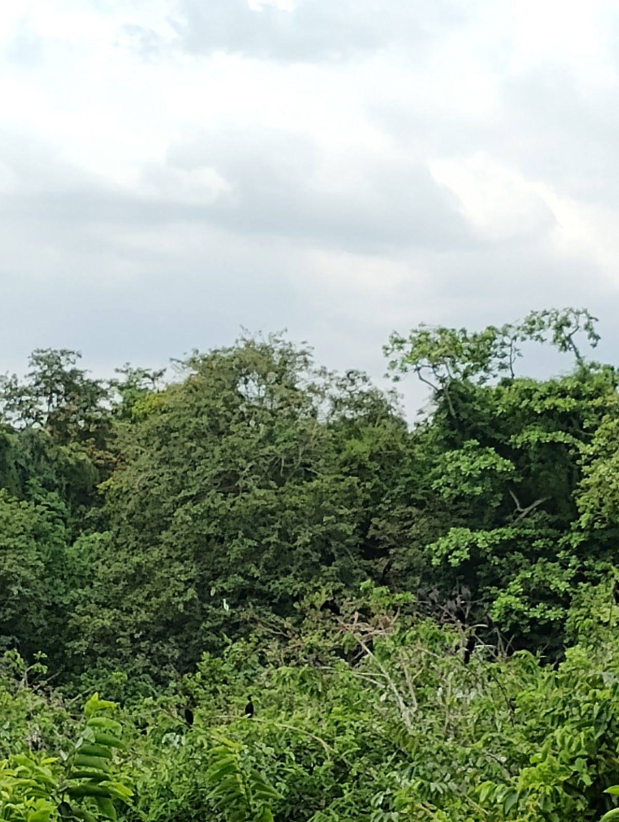 Kumarakom Bird Sanctuary