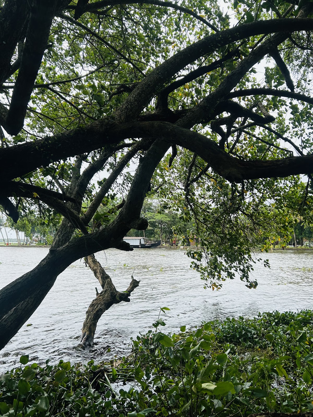 Kumarakom Bird Sanctuary
