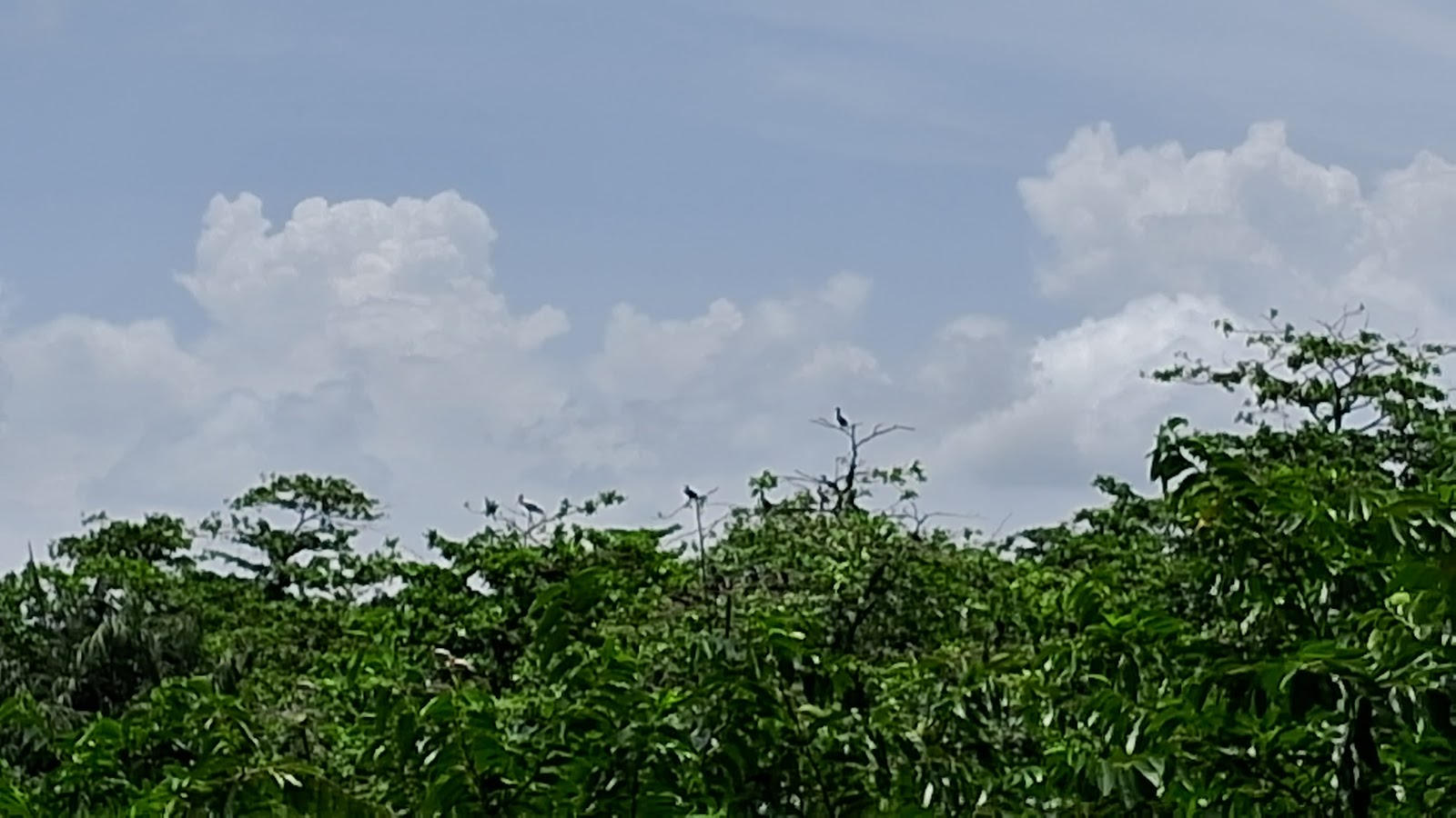 Kumarakom Bird Sanctuary