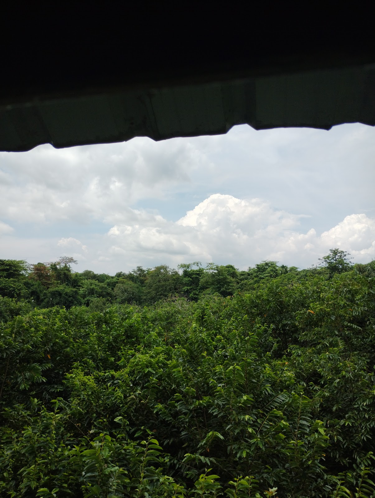 Kumarakom Bird Sanctuary