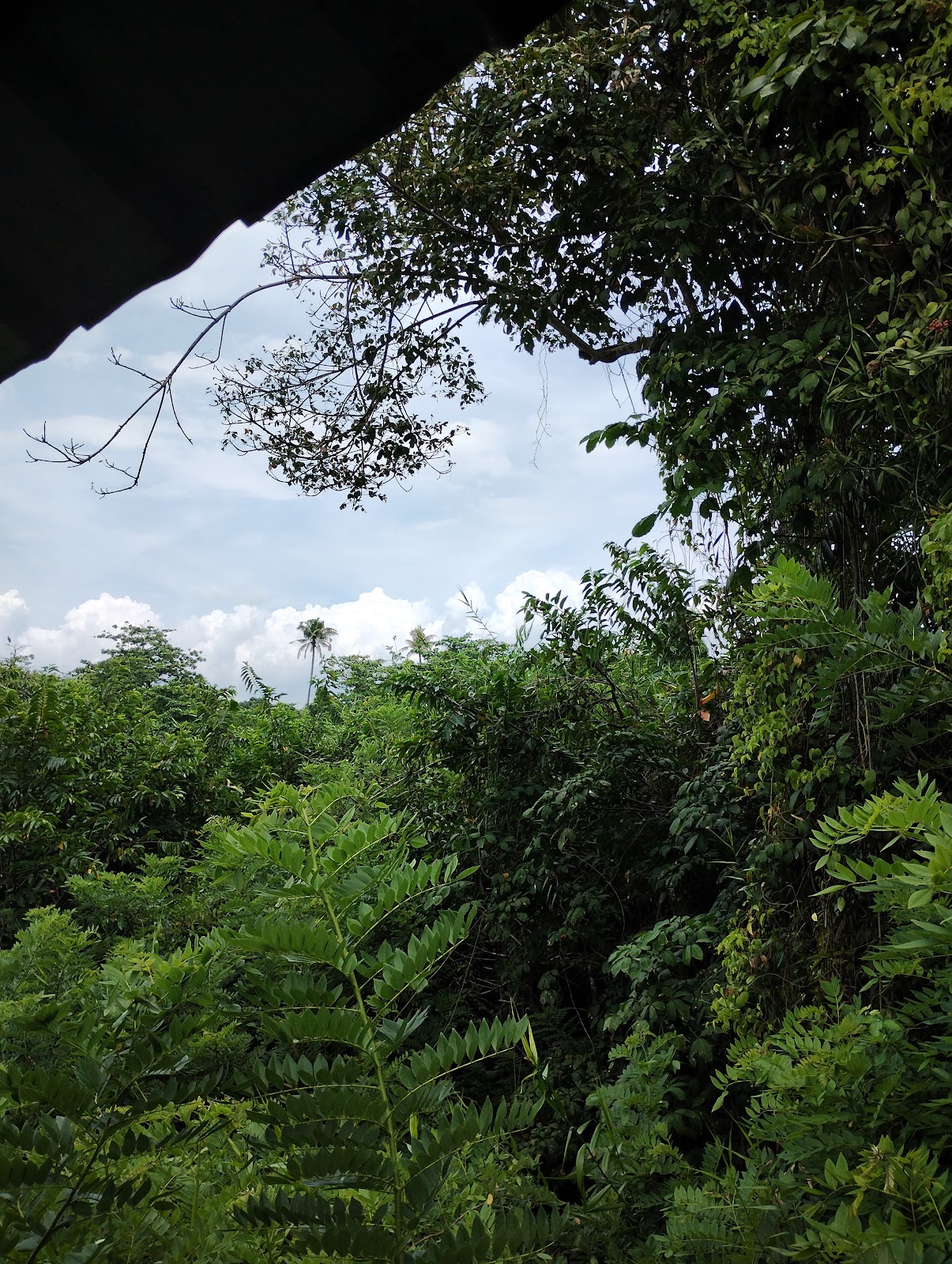 Kumarakom Bird Sanctuary
