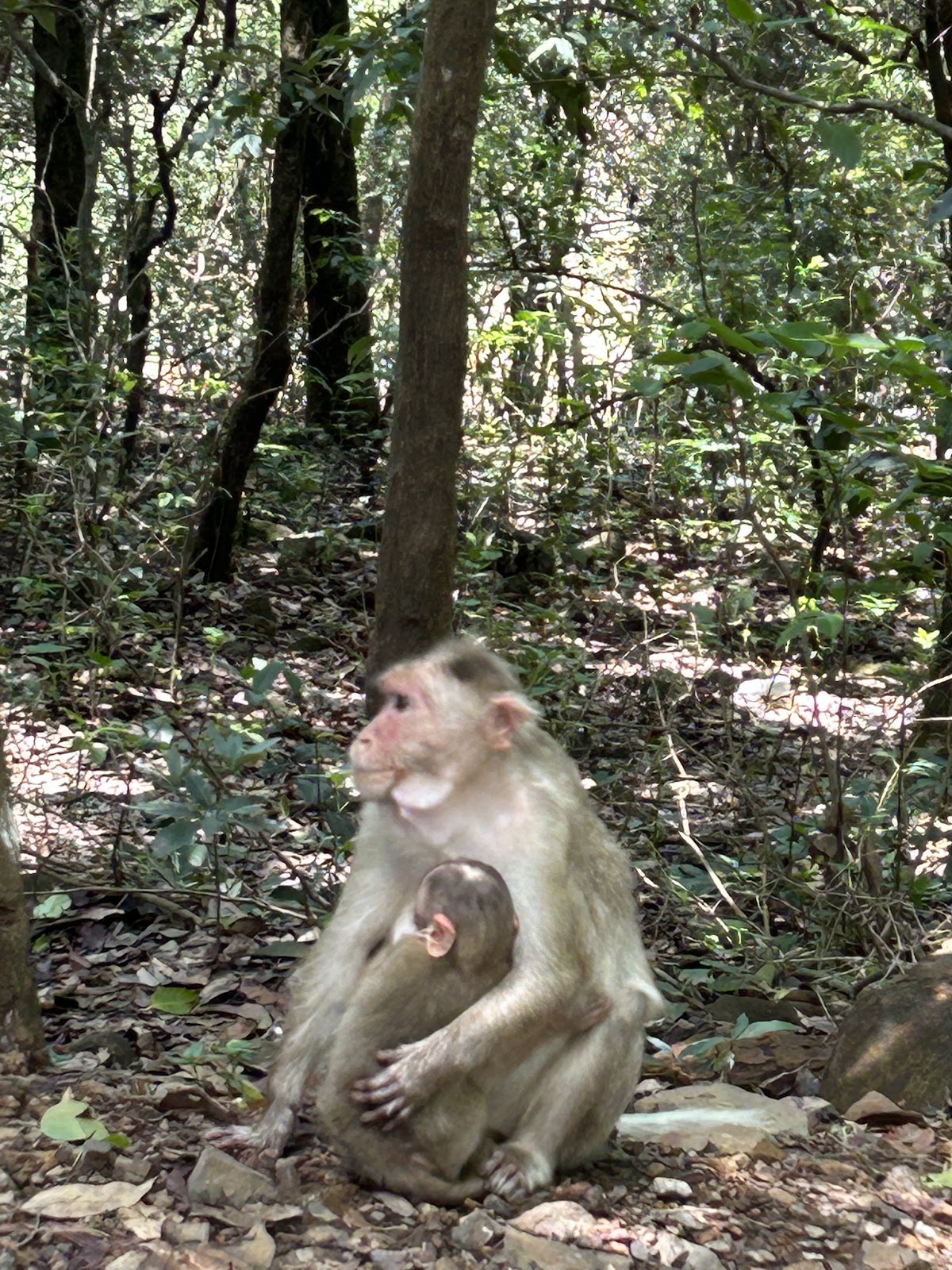 Bhimashankar Wildlife Sanctuary