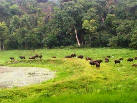 Jorpokhri Wildlife Sanctuary