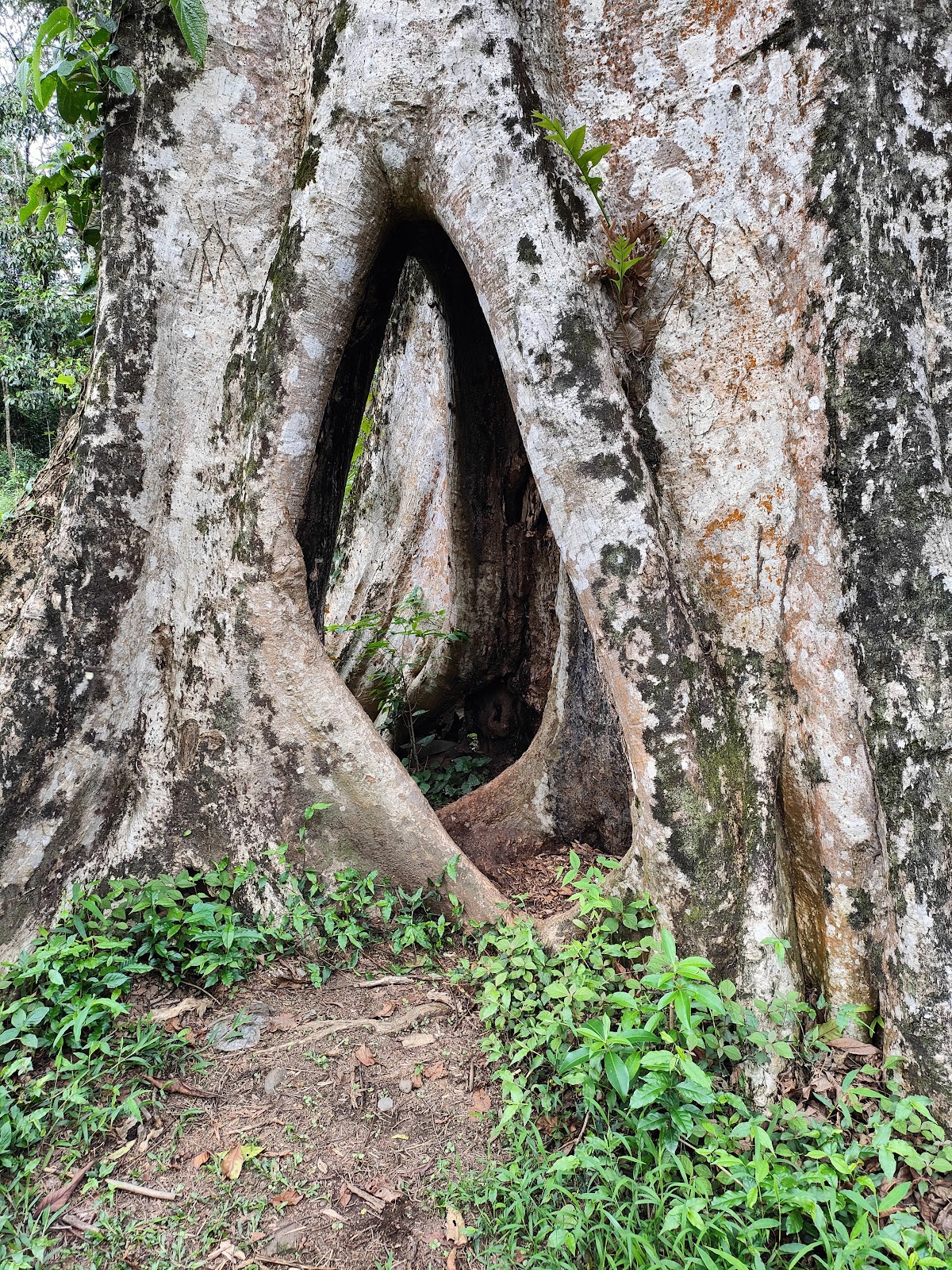 Jorpokhri Wildlife Sanctuary