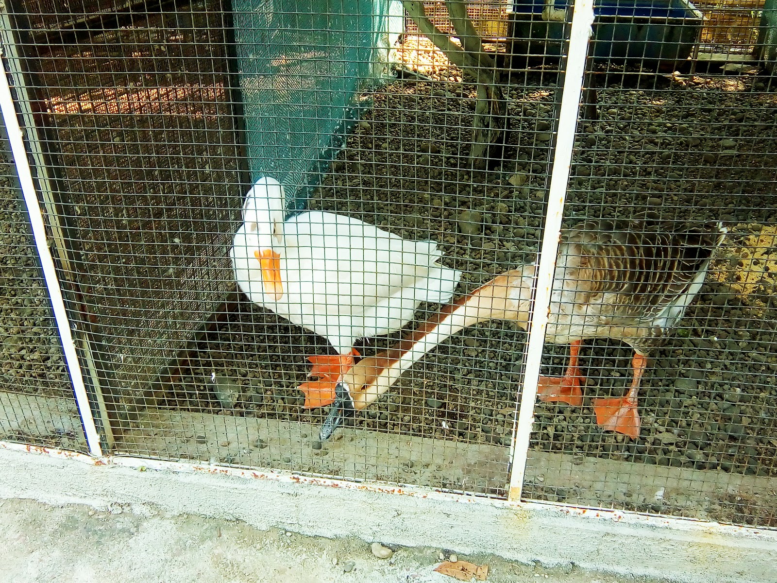 Sugarcane Fields Drive