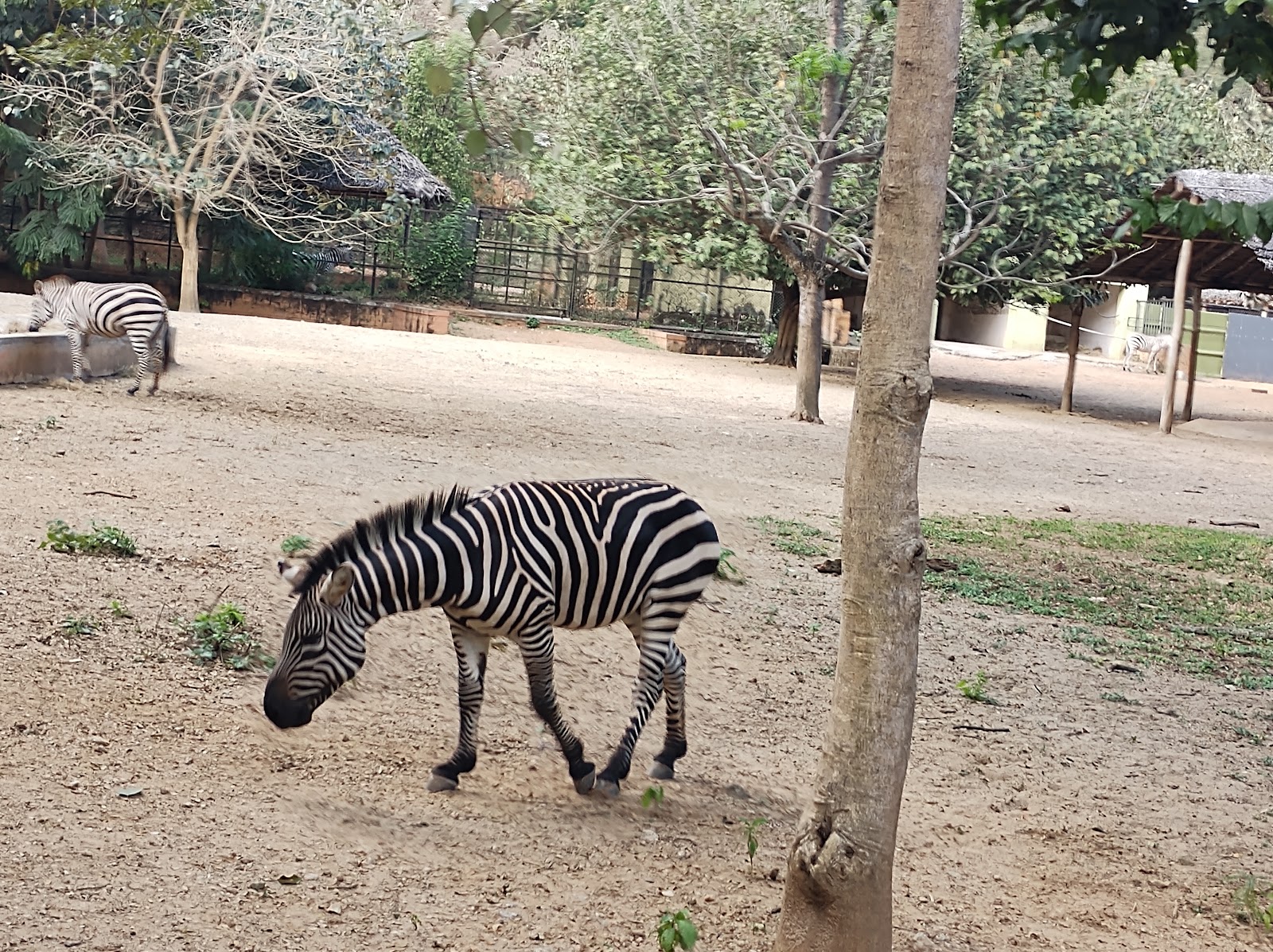 Mysore Zoo