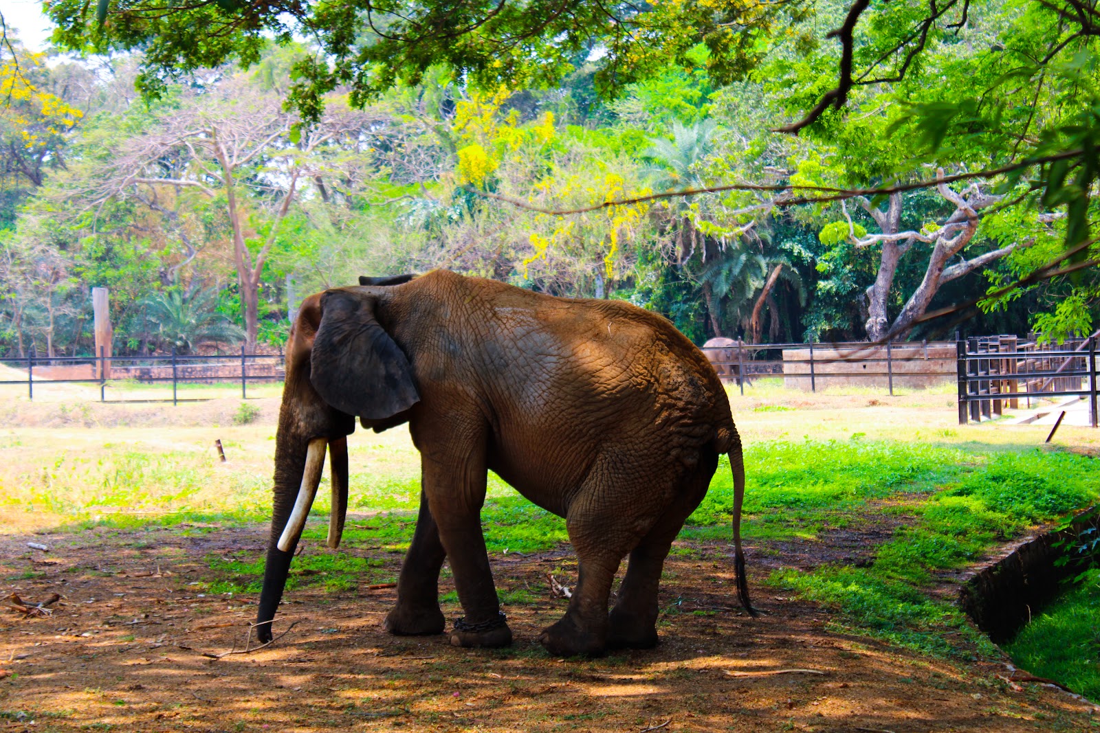 Mysore Zoo