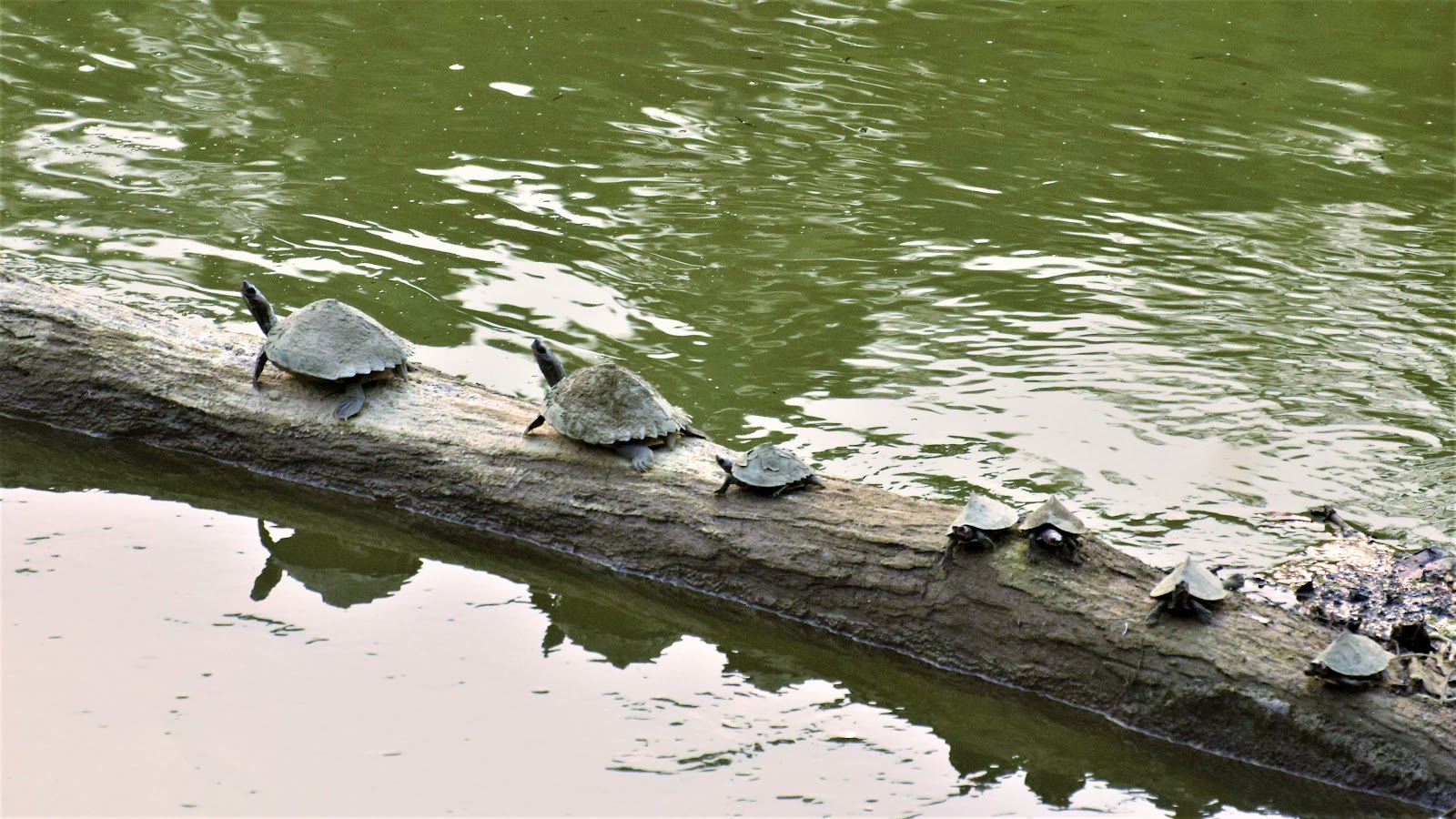 Kaziranga National Park