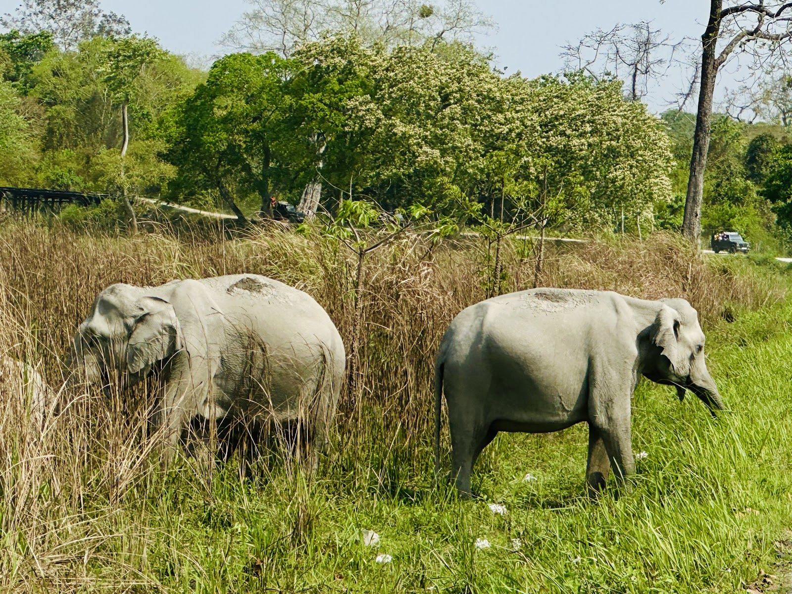Kaziranga National Park