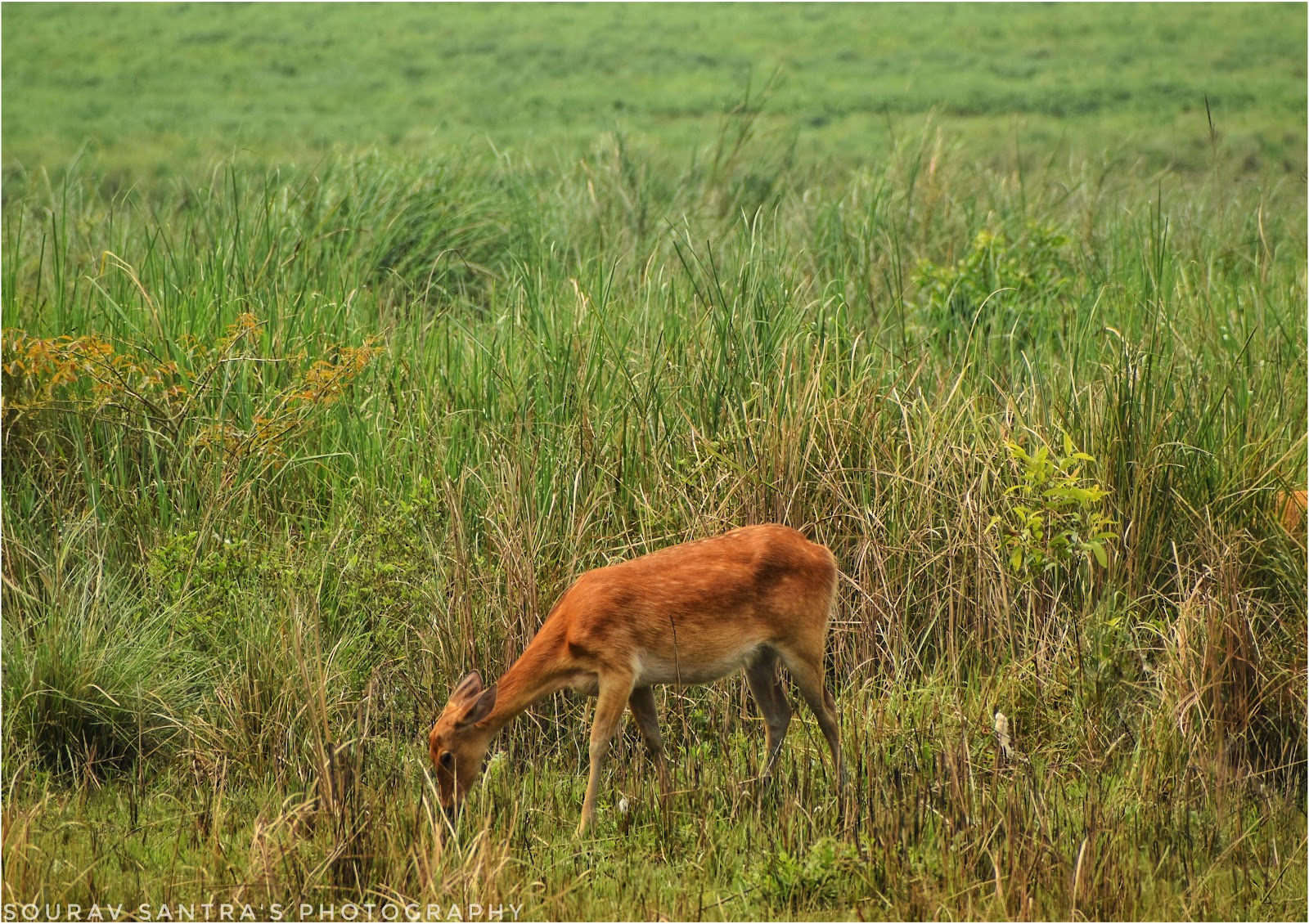 Kaziranga National Park
