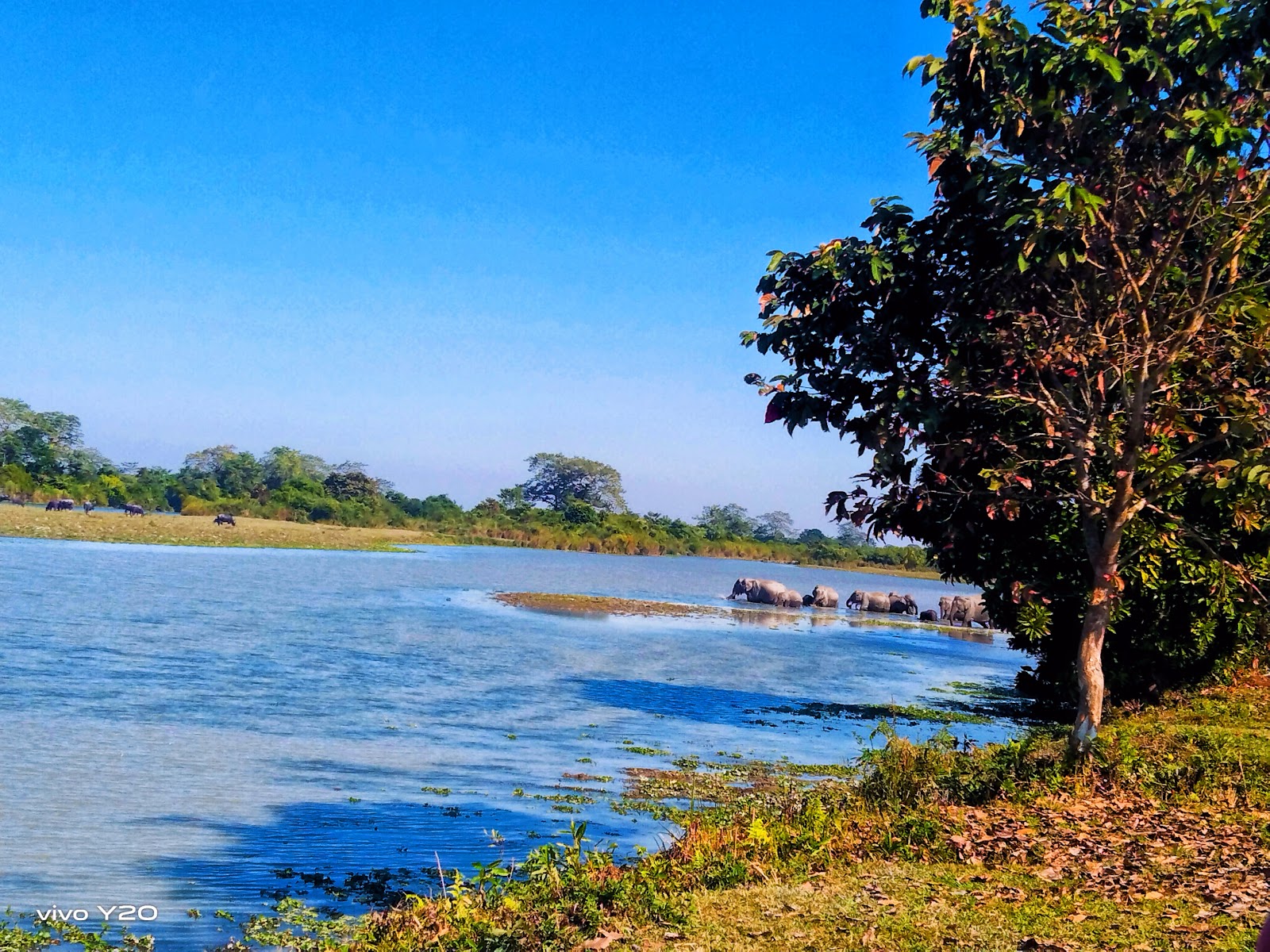 Kaziranga National Park