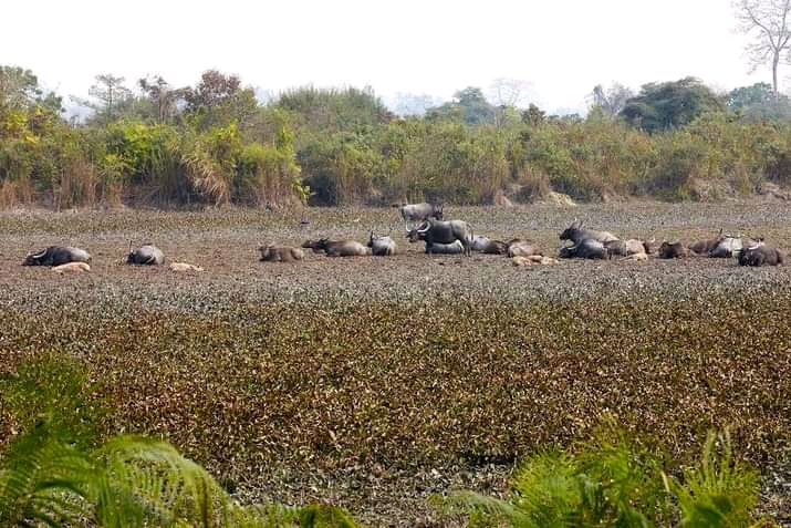 Kaziranga National Park
