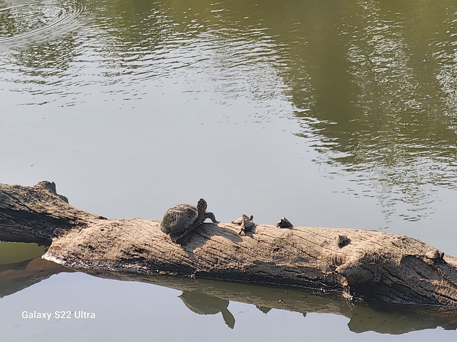 Kaziranga National Park