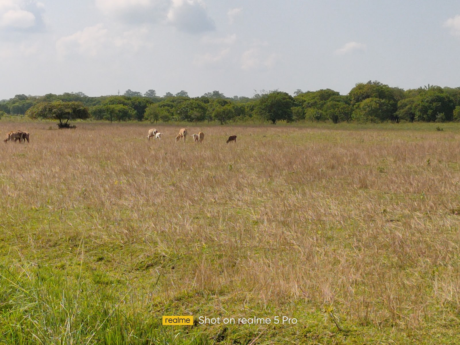 Laokhowa Wildlife Sanctuary