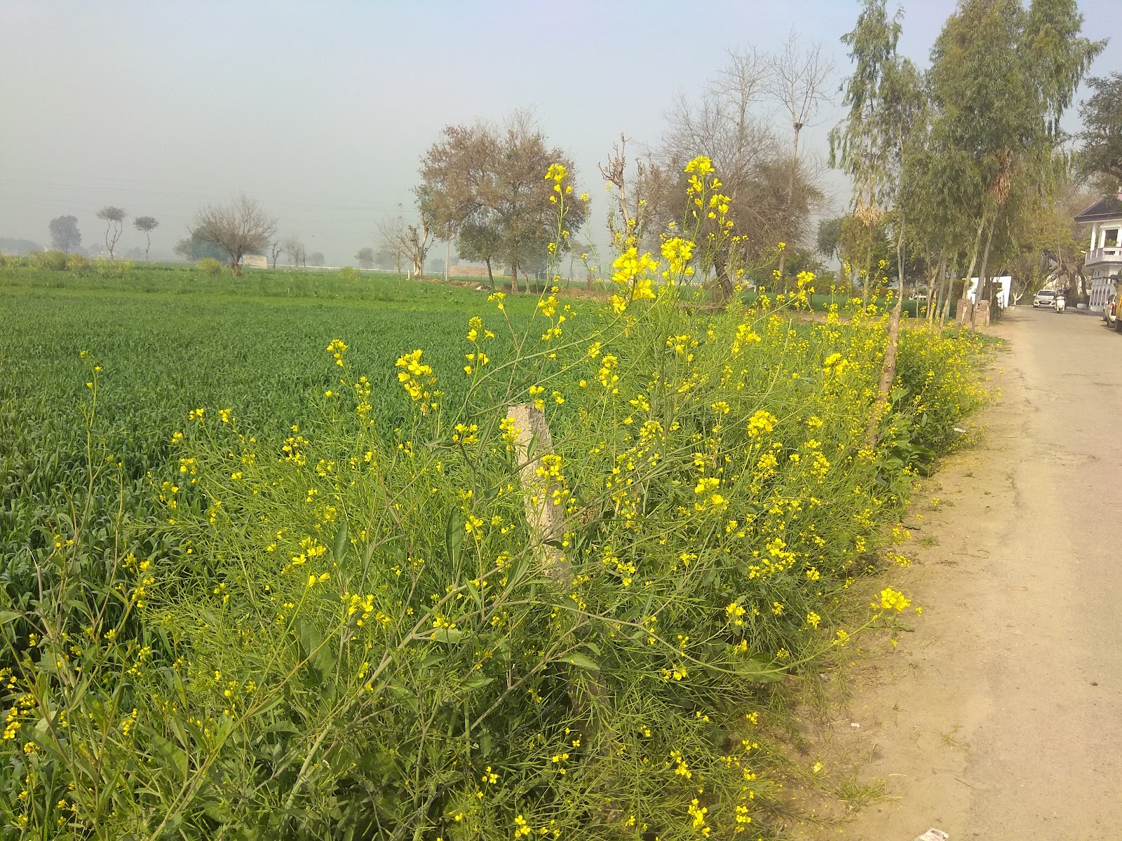 Gurudwara Tahli Sahib