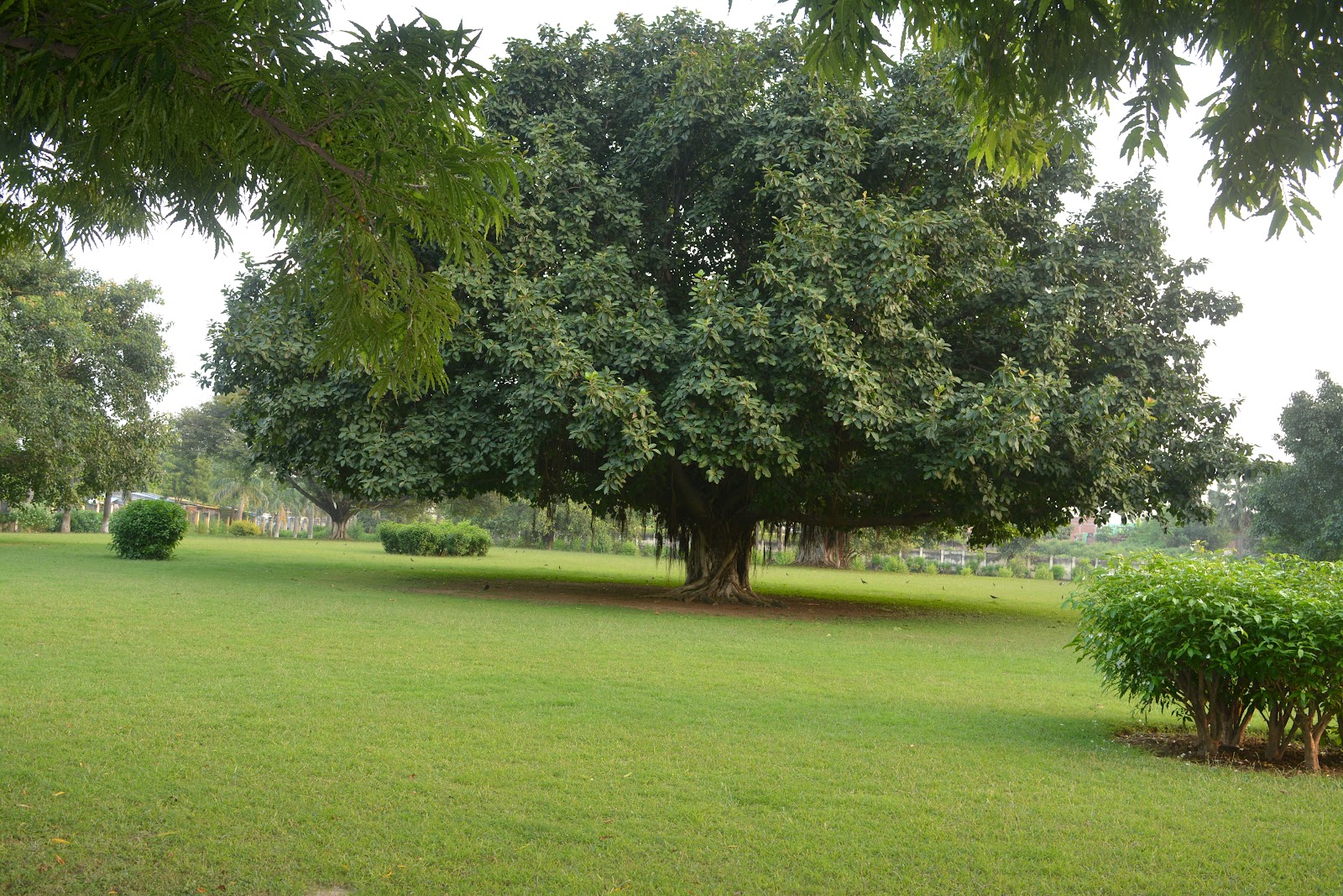 Nalanda University Ruins