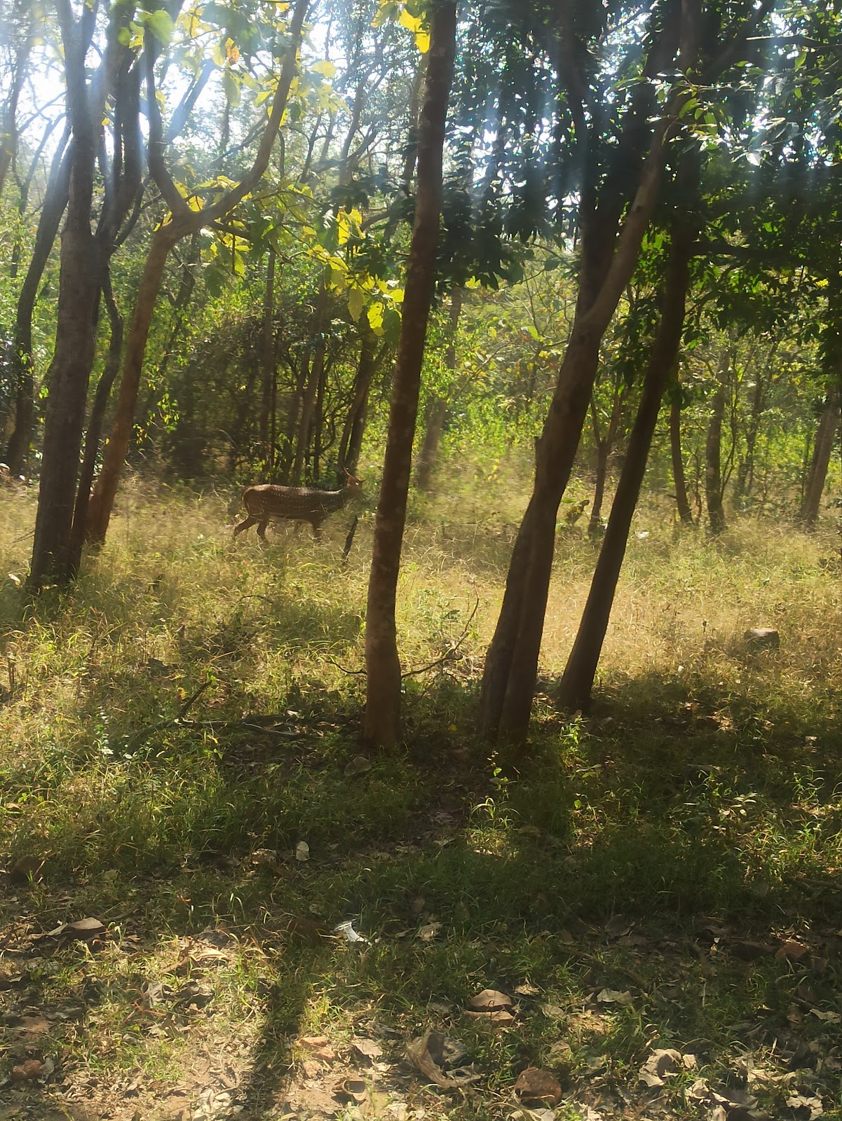 Nagarjunasagar Srisailam Tiger Reserve