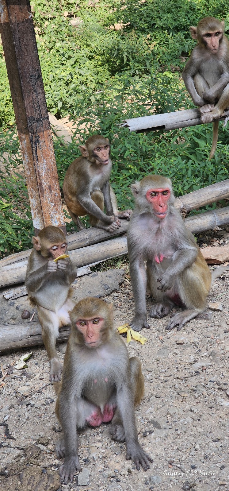 Nagarjunasagar Srisailam Tiger Reserve