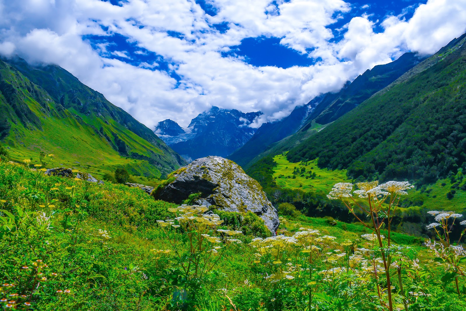 Valley of Flowers National Park