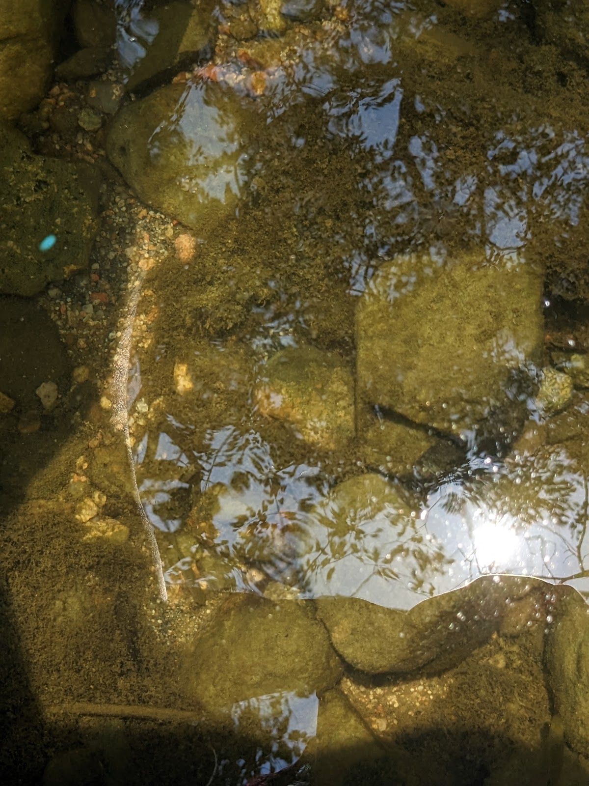 Koundinya Wildlife Sanctuary