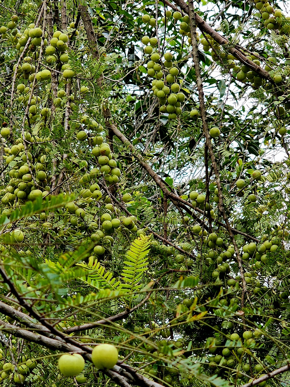 Koundinya Wildlife Sanctuary