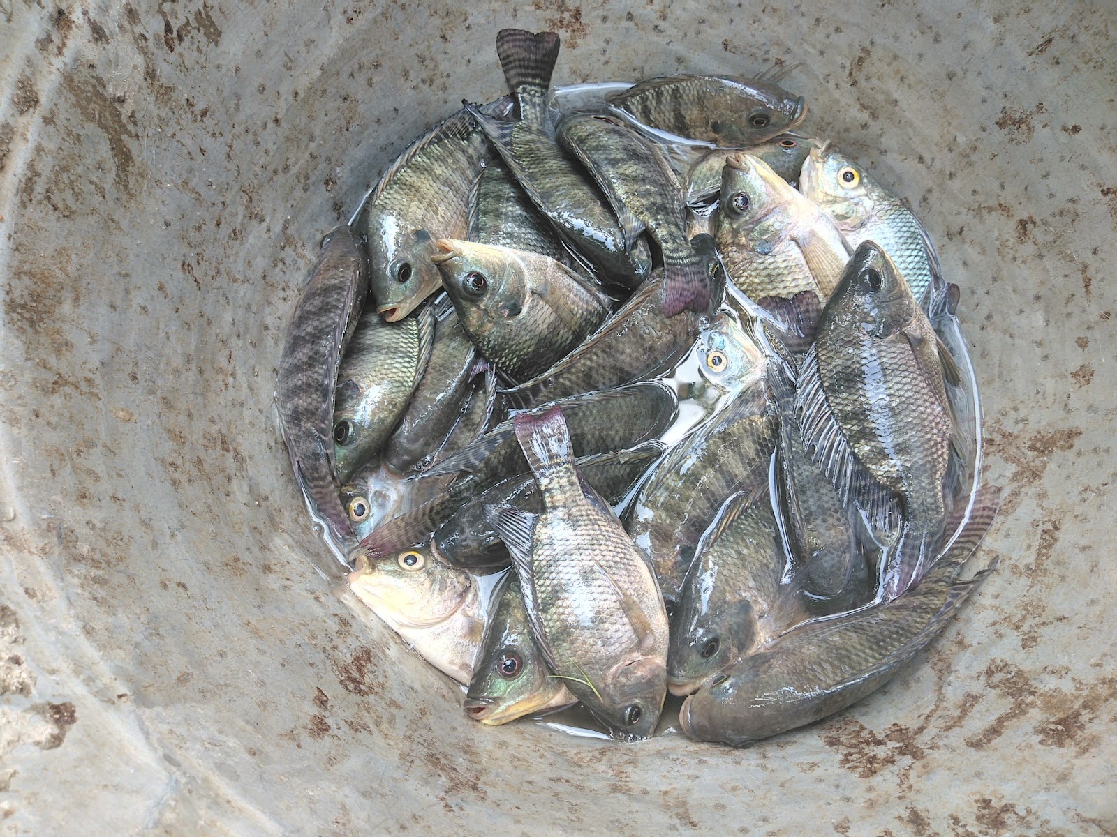 Koundinya Wildlife Sanctuary