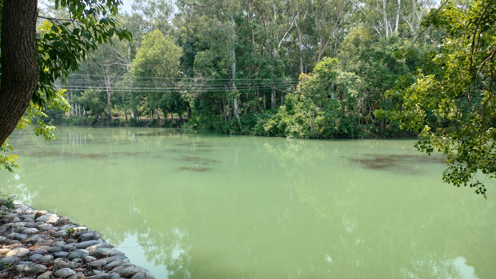 Nangal Wetlands