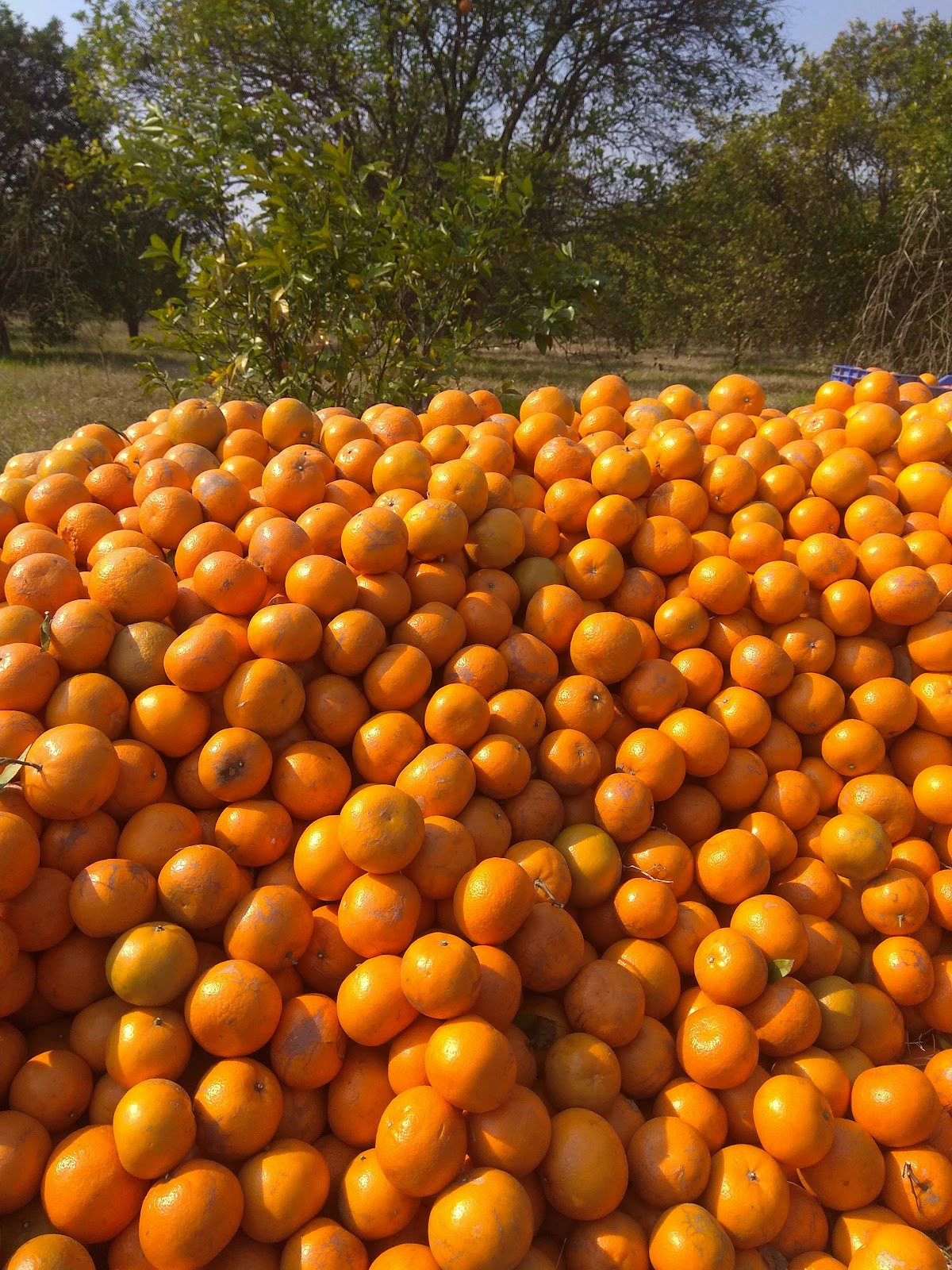 Community Farmers Market