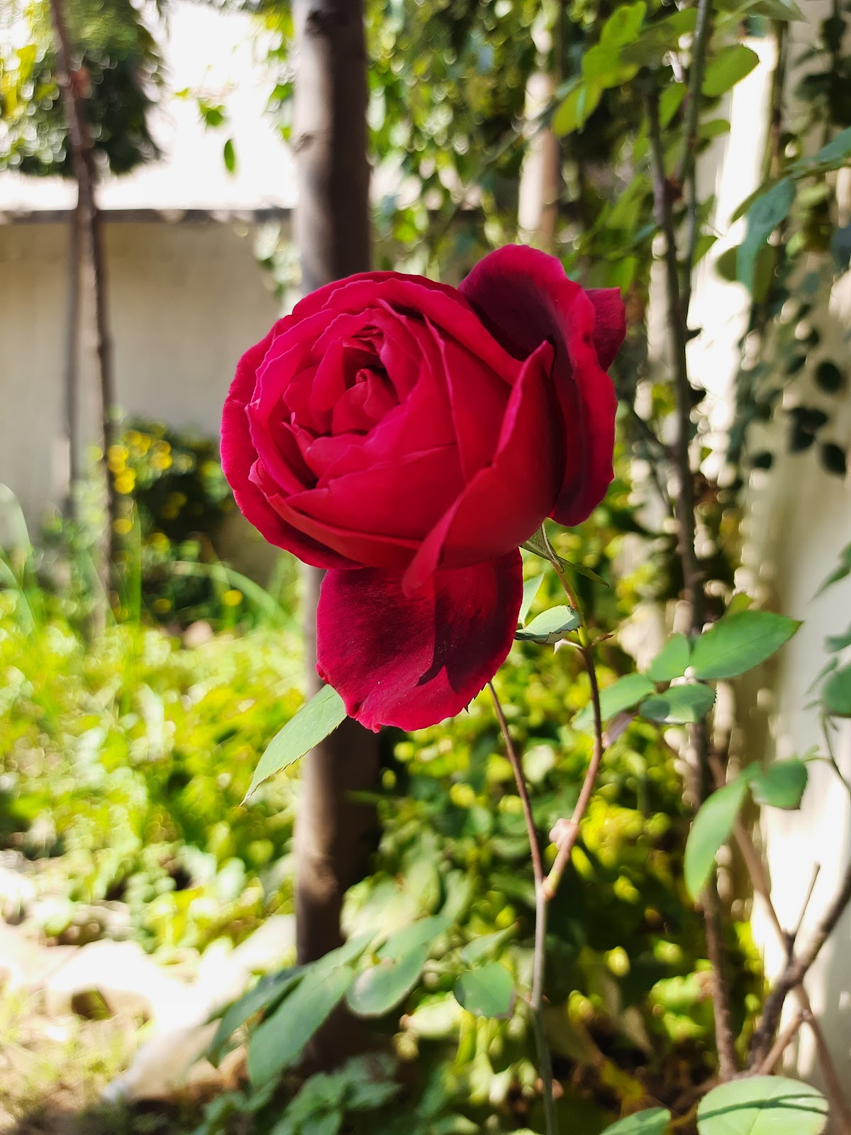 Old Town Heritage Walk