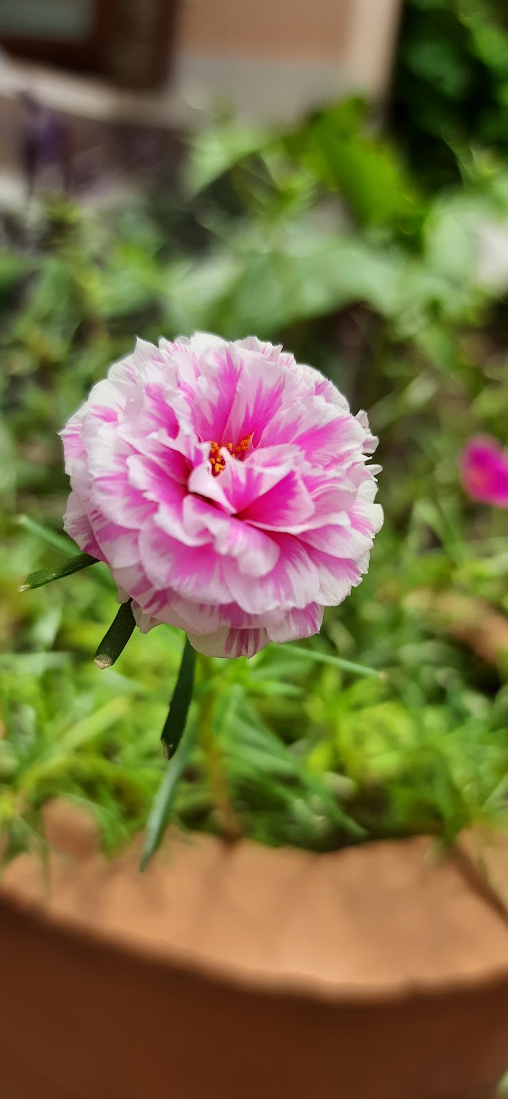 Old Town Heritage Walk